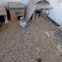 تعدادی کبوتر معاوضه با مرغ و خروس، مرغ شاخدار