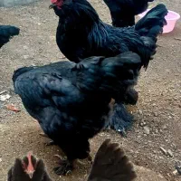 تخم مرغ نطفه دار ازنژاد مرندی با کیفیت و جوجه