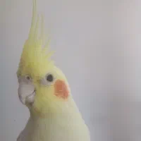 فروش عروس هلندی نرسخنگو۵۰کلمه میگ