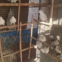 کفتر|پرنده|پردیس, شهرک صنعتی خرمدشت فاز ۷|دیوار