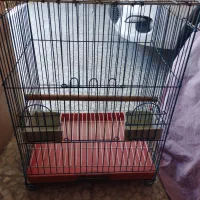 پرنده|پرنده|گرمسار, |دیوار