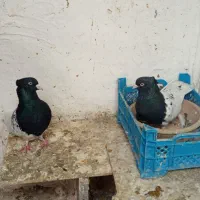 کبوتر|پرنده|قم, ولیعصر|دیوار