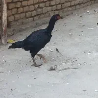 خوروس و لاری