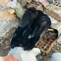 دم سیاه سینه فر|پرنده|شیراز, آزادی|دیوار