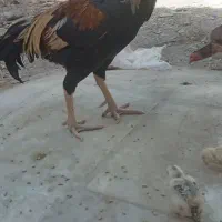 مرغ خروس نسل دار|پرنده|سراوان, |دیوار