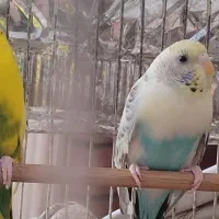مرغ عشق|پرنده|کرج, گوهردشت|دیوار