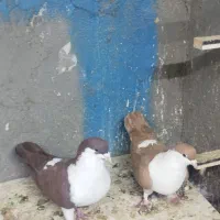 کبوتر خوشکل|پرنده|تربت جام, جامرود|دیوار