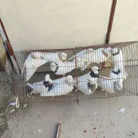 معاوزه|پرنده|کبودرآهنگ, |دیوار