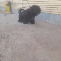 سگ پاکوتا پشمالو باهوش|سگ|زرند, |دیوار