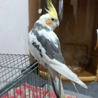 عروس هلندی نر اهلی