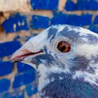 کفتر پرنده3تا ماده پلاکی درجه یک|پرنده|کارون, |دیوار