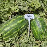 بذر  هندوانه انحصاری آمریکایی ۴۰c|گل و گیاه طبیعی|کازرون, |دیوار