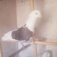 ۱۰ عدد کبوتر پزشی|پرنده|مهدی شهر, |دیوار