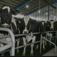 پیمانکاری تاسیسات گاودراری|خدمات پیشه و مهارت|ابهر, |دیوار