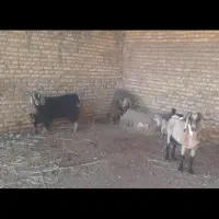 بره نر وماده گوسفند بز|حیوانات مزرعه|کرخه, |دیوار