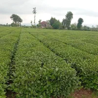 چای فومن