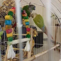 گرینچیک|پرنده|پرند, فاز ۰|دیوار