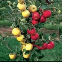 پیوند انواع درخت و نهال.چند میوه کردن