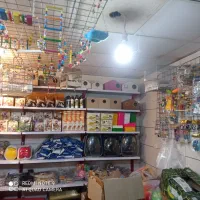 ملزومات عروس هلند|عمده‌فروشی|ایلام, |دیوار