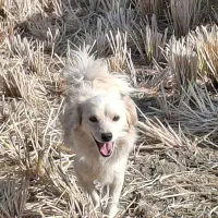 سگ پامر 2 ساله