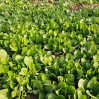 نشاع کاهو رسمی|خدمات باغبانی و درختکاری|جوادآباد, |دیوار