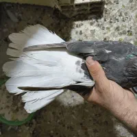 معاوضه اشعل|پرنده|بندر ماهشهر, |دیوار