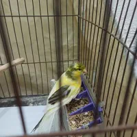 قناری نر  با قفس مفت|پرنده|شاهین‌شهر, گزبرخوار|دیوار