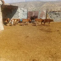 گاو وگوساله بزرگ|حیوانات مزرعه|ابرکوه, |دیوار