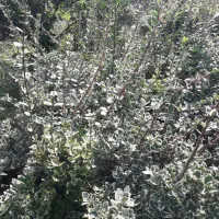 فروش گل وگیاه با قیمت مناسب