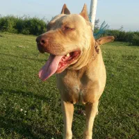 سگ گمشده|سگ|بندر انزلی, سید آسیه|دیوار