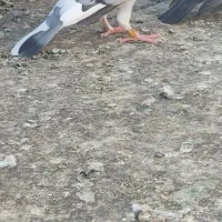 گمشده