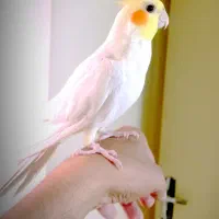 جوجه عروس - جفتی - دستی|پرنده|مشهد, ایثار|دیوار