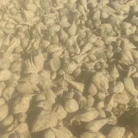 چغندر بارگیری برا قزوین