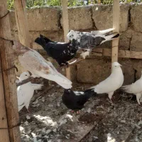 کبوتر|پرنده|نقده, |دیوار