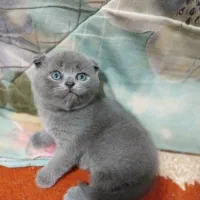 اسکاتیش بریتیش صورت خرسی|گربه|بیرجند, |دیوار