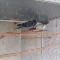 کلوی کفتر  در هم نژاد  اصیل|پرنده|گنبد کاووس, |دیوار