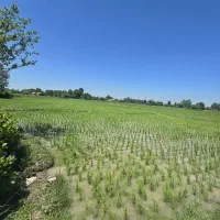 شالیزار سنتی ۵۰متری آسفالت کاسبی