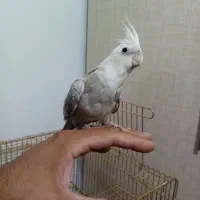 عروس هلندی نژاد خاص دستی|پرنده|نهاوند, |دیوار