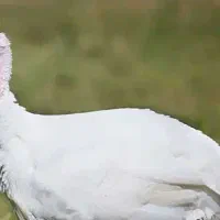 فروش بوقلمون طبیعی