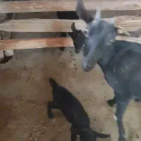 بز آبستن و بچه دار خارجی