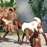 بز کهره نجدی دو کیلو شیر موقعیت جیرفت