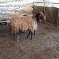 قوچ و بره قوچی