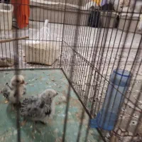 دو عدد جوجه مینیاتوری سبرایت|حیوانات مزرعه|اردکان, |دیوار