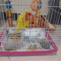 طوطی برزیلی|پرنده|کرج, عظیمیه|دیوار