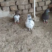 کفتر|پرنده|سلطانیه, |دیوار