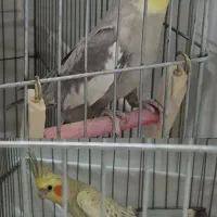 عروس هلندی پرنده