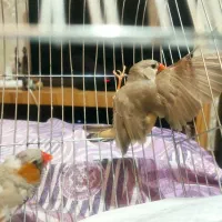 فنچ کینگ اورنج و لپ سیاه|پرنده|قزوین, |دیوار