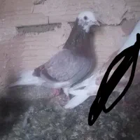 پرنده
