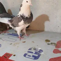 کبوتر گوی شازده نر