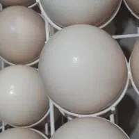 فروش تخم نطفه دار شترمرغ گردن ابیی